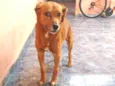 Skub