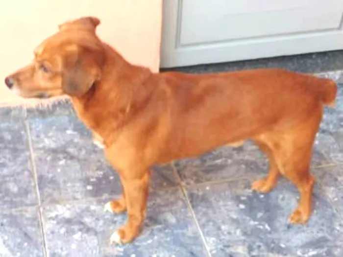 Cachorro ra a pé duro idade 6 ou mais anos nome Skub