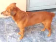 Skub