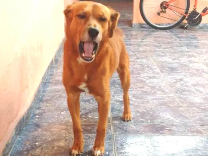 Cachorro ra a pé duro idade 6 ou mais anos nome Skub