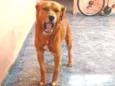Skub