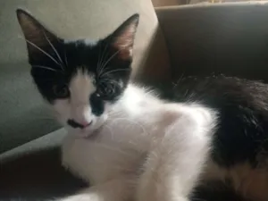Gato raça Sem raça idade 2 a 6 meses nome Nina / flor