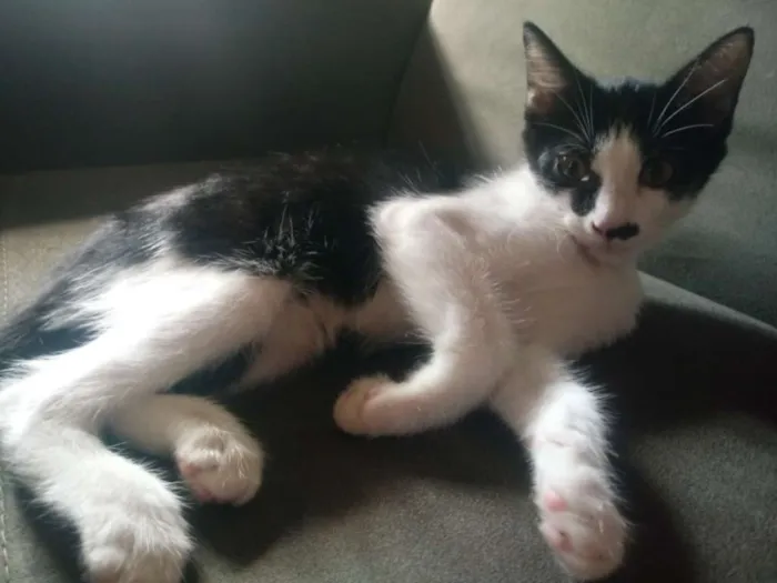 Gato ra a Sem raça idade 2 a 6 meses nome Nina / flor