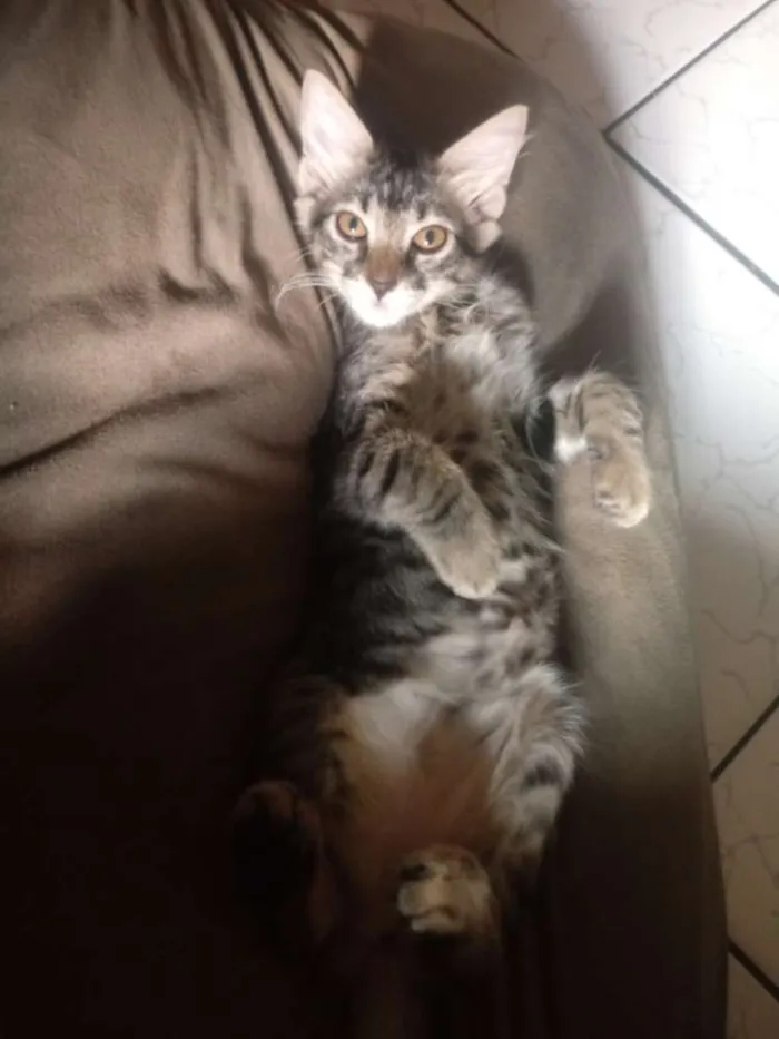 Gato ra a Sem raça idade 2 a 6 meses nome Nina / flor