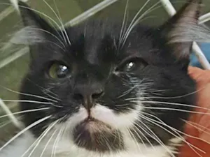 Gato raça SRD idade 2 a 6 meses nome GALINDO FRAJOLA