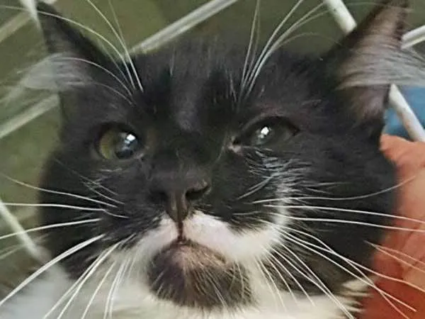 Gato ra a SRD idade 2 a 6 meses nome GALINDO FRAJOLA
