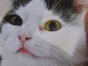 Gato raça SRD idade 2 a 6 meses nome GERALDO FRAJOLA