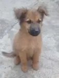 Fofa