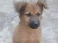 Fofa
