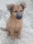 Fofa