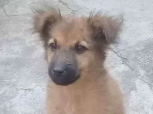 Cachorro raça Vira -lata idade 2 a 6 meses nome Fofa