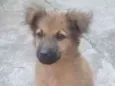 Fofa