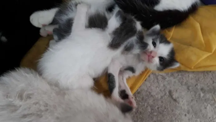 Gato raça Sem raça definida idade Abaixo de 2 meses nome Sem nomes