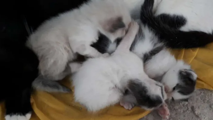 Gato raça Sem raça definida idade Abaixo de 2 meses nome Sem nomes