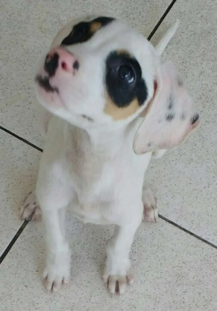 Cachorro ra a SRD  idade 2 a 6 meses nome Sem Nome 