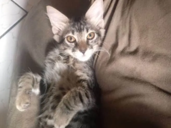 Gato ra a Sem raça idade 2 a 6 meses nome Nina / flor