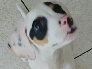 Cachorro raça SRD  idade 2 a 6 meses nome Sem Nome 