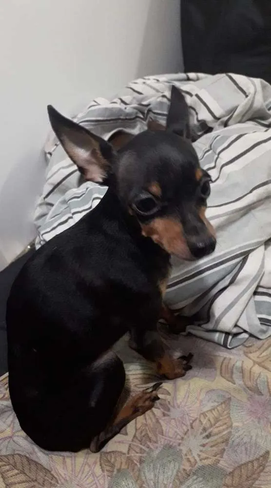 Cachorro ra a PINSCHER idade 5 anos nome BUDDY
