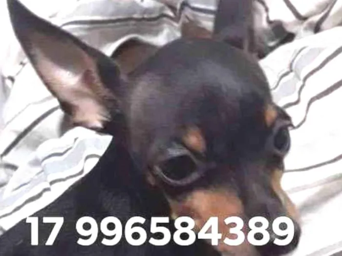 Cachorro ra a PINSCHER idade 5 anos nome BUDDY