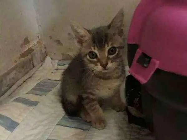 Gato ra a  idade 2 a 6 meses nome Charmoso