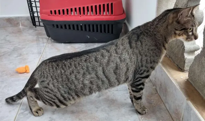 Gato ra a Mestiça idade 1 ano nome Fit