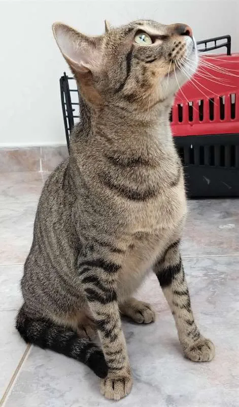 Gato ra a Mestiça idade 1 ano nome Fit