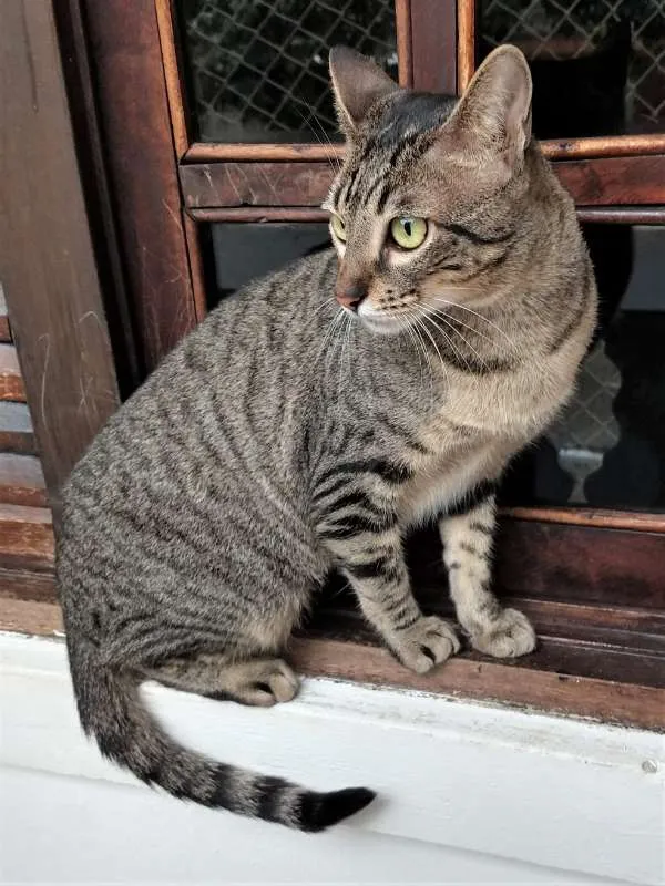 Gato ra a Mestiça idade 1 ano nome Fit