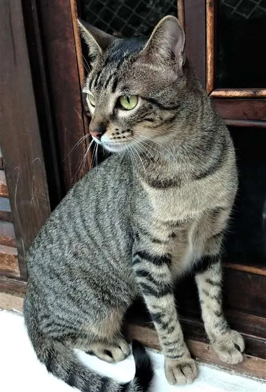 Gato ra a Mestiça idade 1 ano nome Fit