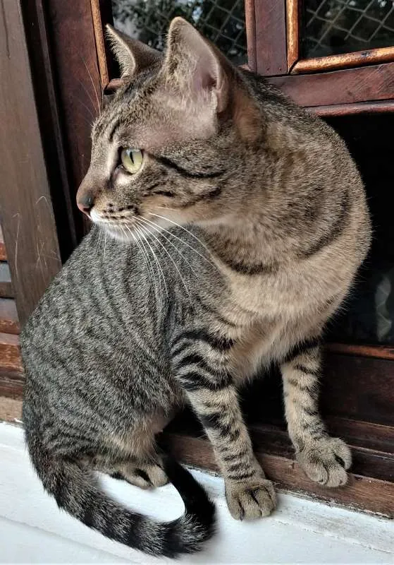 Gato ra a Mestiça idade 1 ano nome Fit