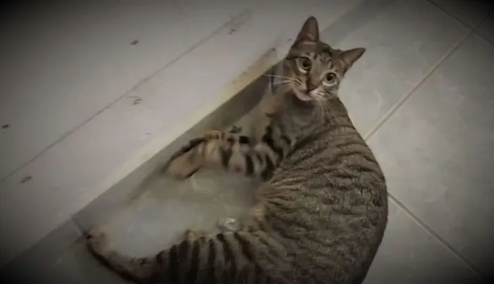 Gato ra a Mestiça idade 1 ano nome Fit