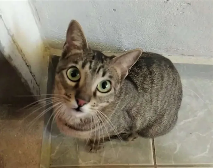 Gato ra a Mestiça idade 1 ano nome Fit