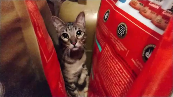 Gato ra a Mestiça idade 1 ano nome Fit