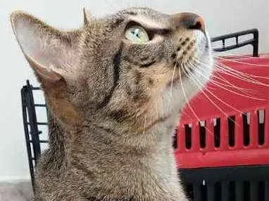 Gato ra a Mestiça idade 1 ano nome Fit
