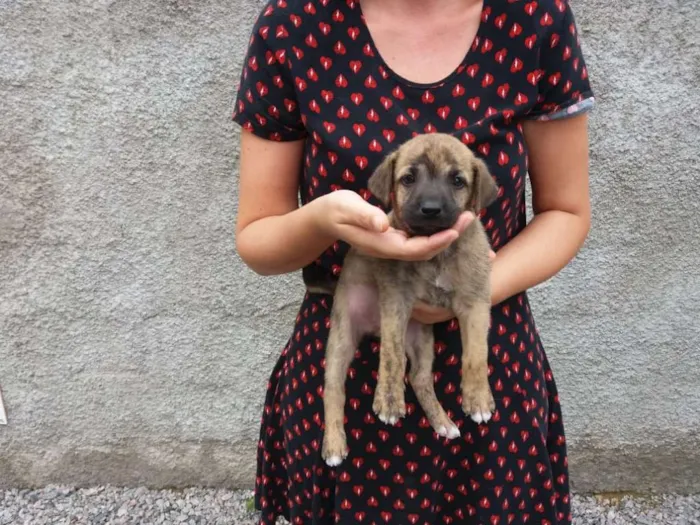 Cachorro ra a Indefinido idade Abaixo de 2 meses nome Deboa
