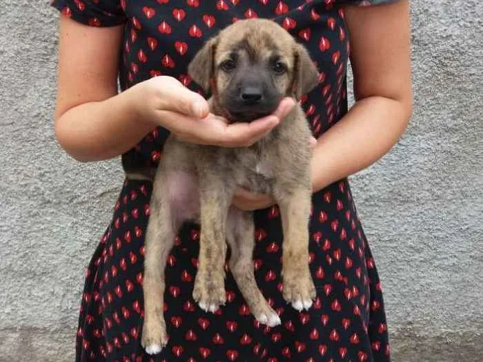 Cachorro ra a Indefinido idade Abaixo de 2 meses nome Deboa