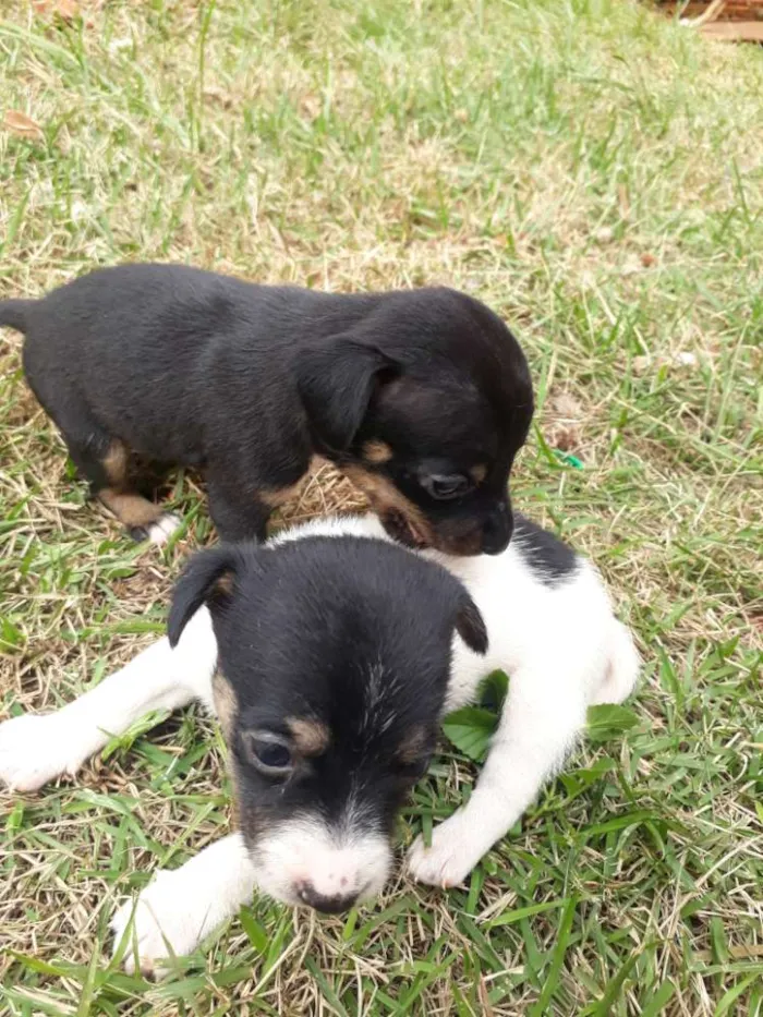 Cachorro raça SRD idade 2 a 6 meses nome Sem nome