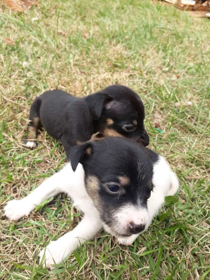 Cachorro raça SRD idade 2 a 6 meses nome Sem nome