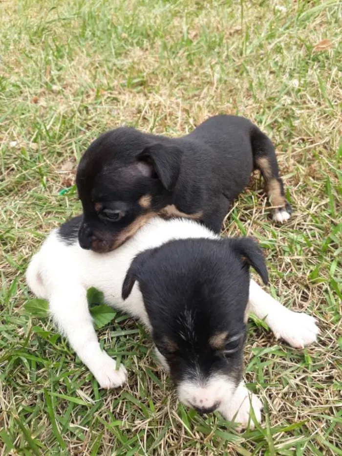 Cachorro raça SRD idade 2 a 6 meses nome Sem nome