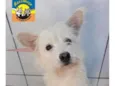 Cachorro raça SRD idade 2 anos nome PÉROLA