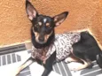 Estela