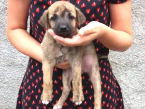 Cachorro raça Indefinido idade Abaixo de 2 meses nome Deboa