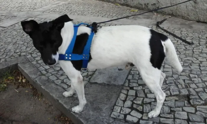 Cachorro ra a Srd idade 3 anos nome Não sabemos 