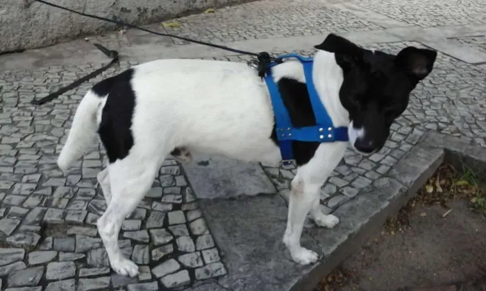 Cachorro ra a Srd idade 3 anos nome Não sabemos 