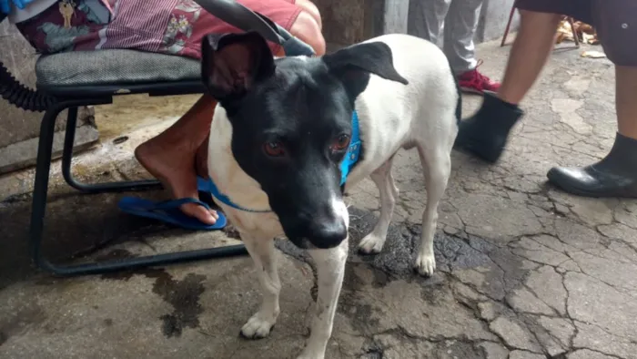Cachorro ra a Srd idade 3 anos nome Não sabemos 