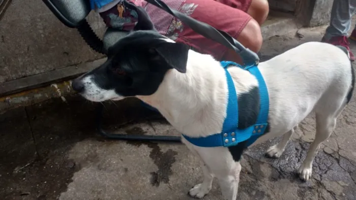 Cachorro ra a Srd idade 3 anos nome Não sabemos 
