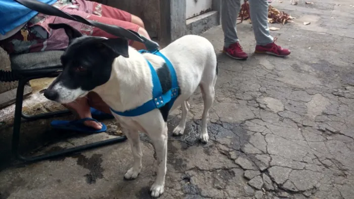 Cachorro ra a Srd idade 3 anos nome Não sabemos 