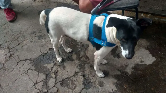 Cachorro ra a Srd idade 3 anos nome Não sabemos 