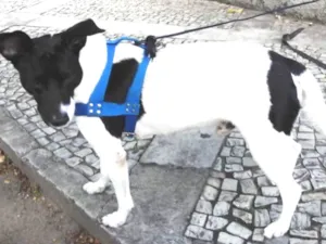 Cachorro raça Srd idade 3 anos nome Não sabemos 