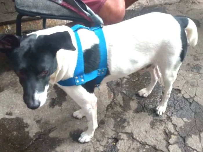 Cachorro ra a Srd idade 3 anos nome Não sabemos 