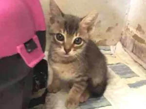 Gato raça  idade 2 a 6 meses nome Charmoso